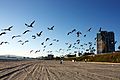 Long Beach California Birds