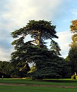 Majestic Tree at Mapledurham House - geograph.org.uk - 241671