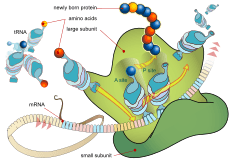 Ribosome mRNA translation en