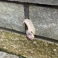 Snail climbing stone slabs