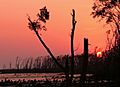 Sundarbans a few months after cyclone sidr
