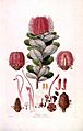 Banksia coccinea (Illustrationes Florae Novae Hollandiae plate 3)