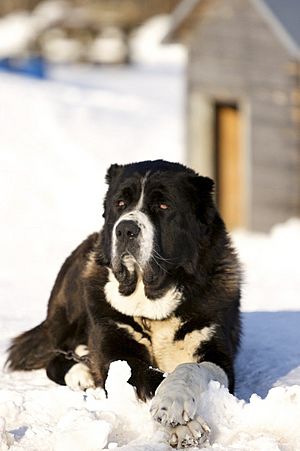 Black and white dog on snow