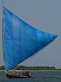 Blue sail on Pulicat Lake