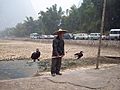 Cormorant chinese