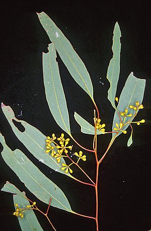 Eucalyptus crebra buds