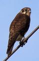 Falco berigora pale 001