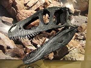 Marshosaurus bicentissimus skull cast - Natural History Museum of Utah - DSC07218.JPG