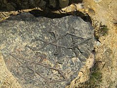 Muisca Petroglyphs 2 - Páramo de Ocetá