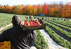 Picker on a strawberry field in Quebec, Canada
