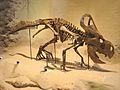 Protoceratops andrewsi - IMG 0691