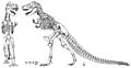 Tyrannosaurus skeletal diagram