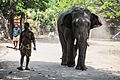 A young Elephant and its Mahout