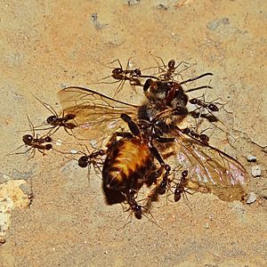 Carpenter ants carrying a dead bee