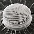 Detail, CSIRO ScienceImage 7632 SEM diatom (cropped)