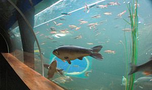 Fish at Lakes Aquarium Cumbria.jpg