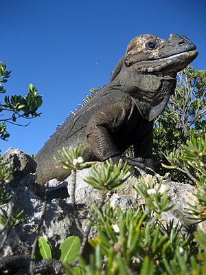 Mona ground iguana no.1