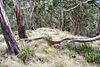 Mount Royal - eucalytus forest 2.jpg