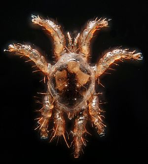 Parasite mite living on bats (Spinturnix bechsteini) (5021760226)