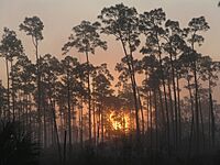 Pinelands Sunrise (1) NPSPhoto, Sarah Zenner (9255147763).jpg