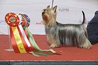 SILKY TERRIER, Paradise Passion Every Inch A Lady (24182688032).jpg