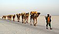 Salt transport by a camel train on Lake Assale (Karum) in Ethiopia