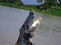 Saltwater Crocodile (Crocodylus porosus) (8851846180)