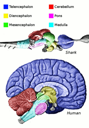 Vertebrate-brain-regions