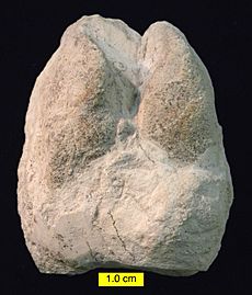 CamelFootprintBarstowMiocene