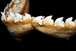 Galeocerdo cuvier lower teeth
