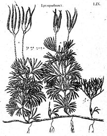 Historia muscorum plate 59 Lycopodium