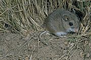 Peromyscus polionotus oldfield mouse.jpg