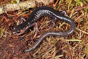 Red-checked Salamander - NC