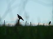Silhouette of a Tasmanian wedge-tailed eagle and a forest raven on a farm fence