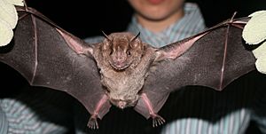 A researcher holds an outstretched Jamaican fruit bat.
