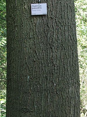 Bark Quercus palustris