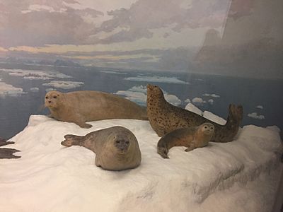 Earless Seals, Denver Museum of Nature and Science