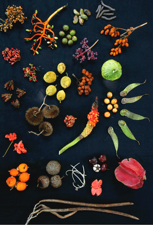 Forest fruits from Barro Colorado