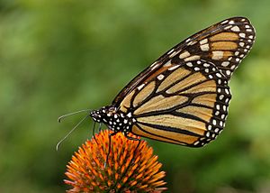 Monarch Butterfly Danaus plexippus on Echinacea purpurea 2800px