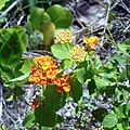 Oleta River State Park - Wild Lantana flowers 01