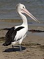 Pelican at Banksia Beach-01+ (967315930)