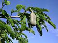 Tamarindus indica, leaves, pod