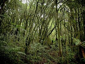 Te Pureora forest 1.jpg