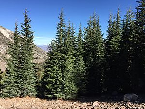 2015-10-31 13 41 37 A grove of Mountain Hemlock along the Mount Rose Trail about 2.1 miles northwest of Mount Rose Summit, Nevada