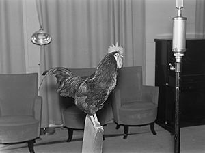 A live rooster in the studio, 1930s.