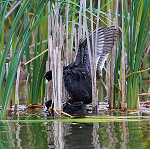 American coots mating