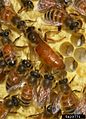Apis mellifera (queen and workers)