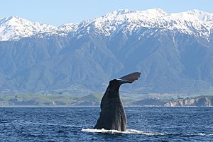 Diving sperm whale near Kaikoura