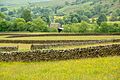 Dry stone fences in the Yorkshire Dales, England
