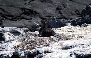 Flightless Cormorant (Phalacrocorax harrisi) on nest
